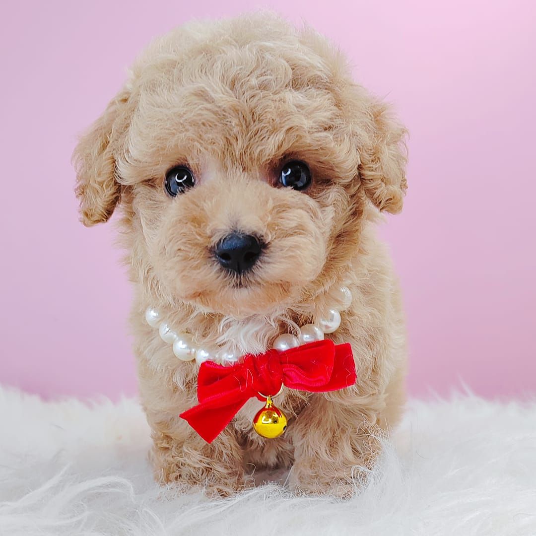 Poodle 娉拌开璐靛
