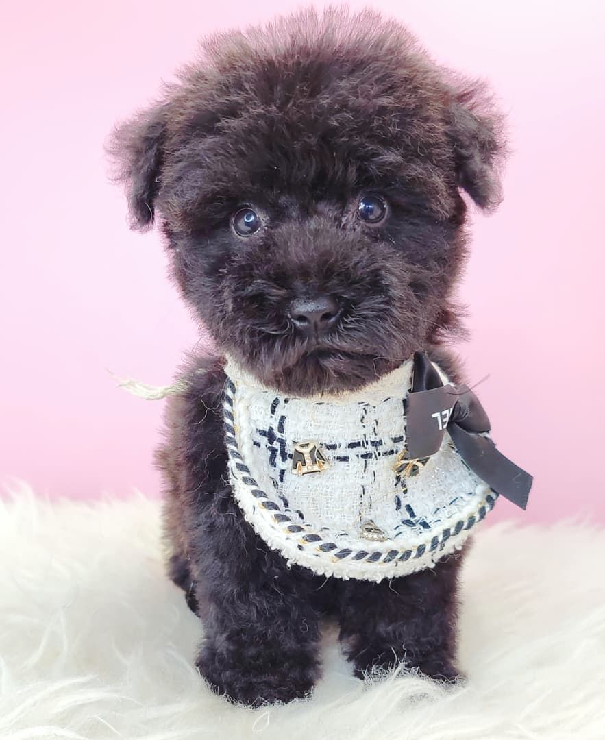 Poodle 娉拌开璐靛