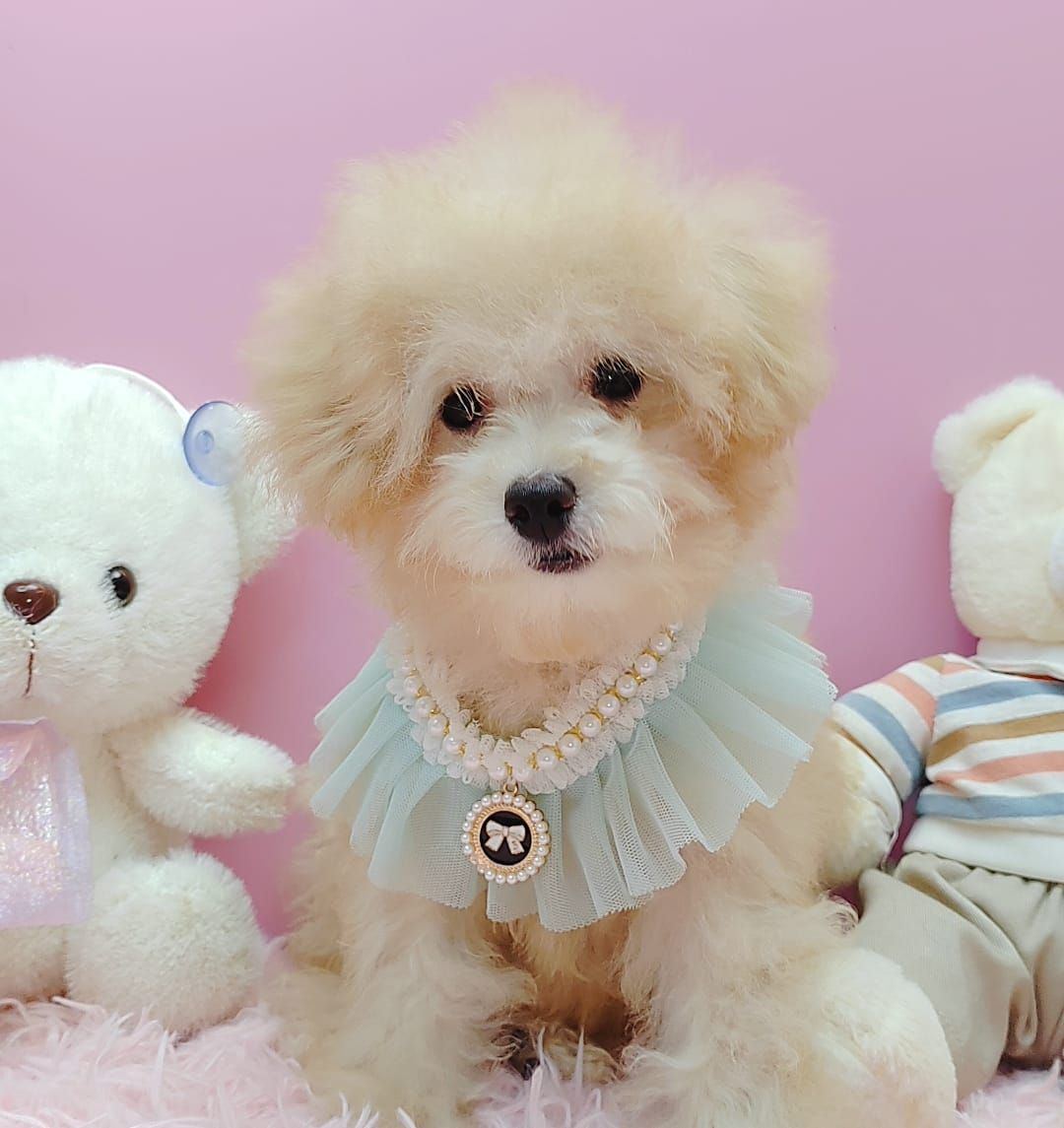 Maltipoo 马尔泰迪