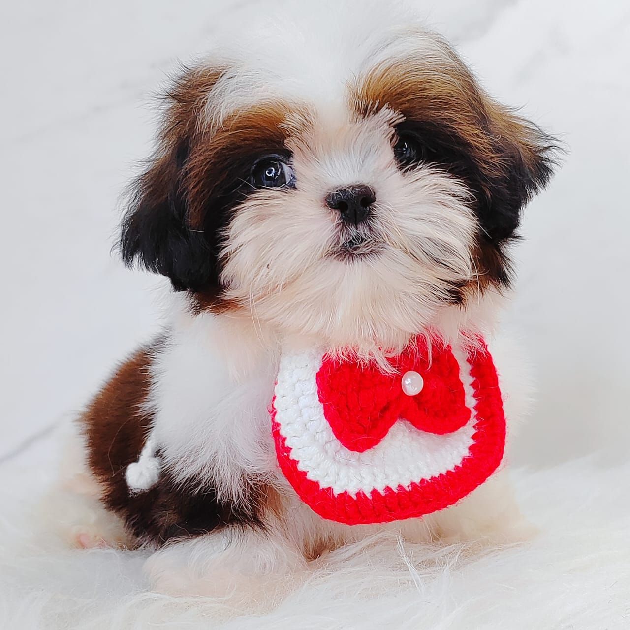 Shih Tzu 西施