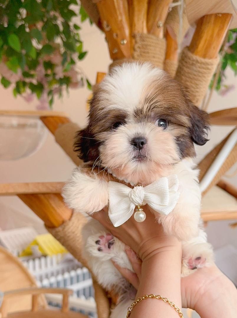 Shih Tzu 西施