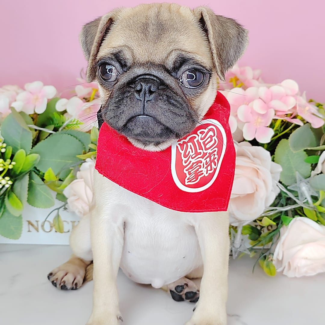 Pug 巴哥