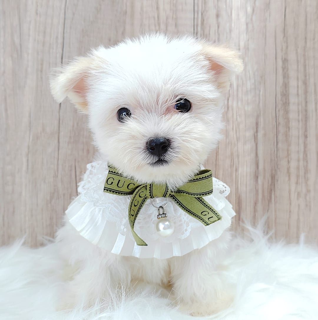 Maltipoo 马尔泰迪