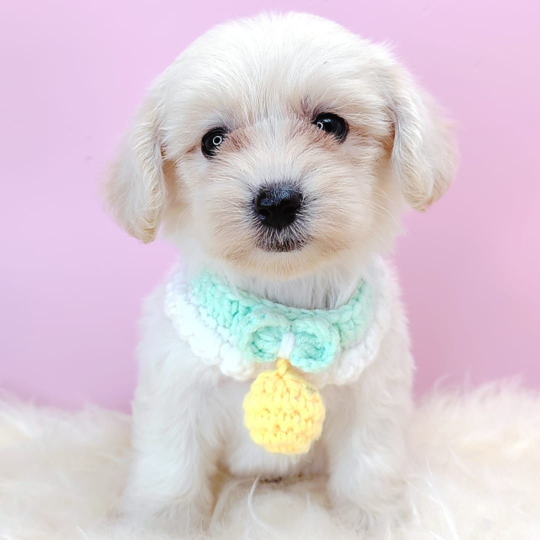  Maltipoo 马尔泰迪