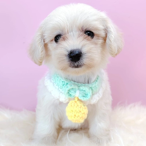  Maltipoo ̩ - FURGATHER DESTINY PET HOUSE