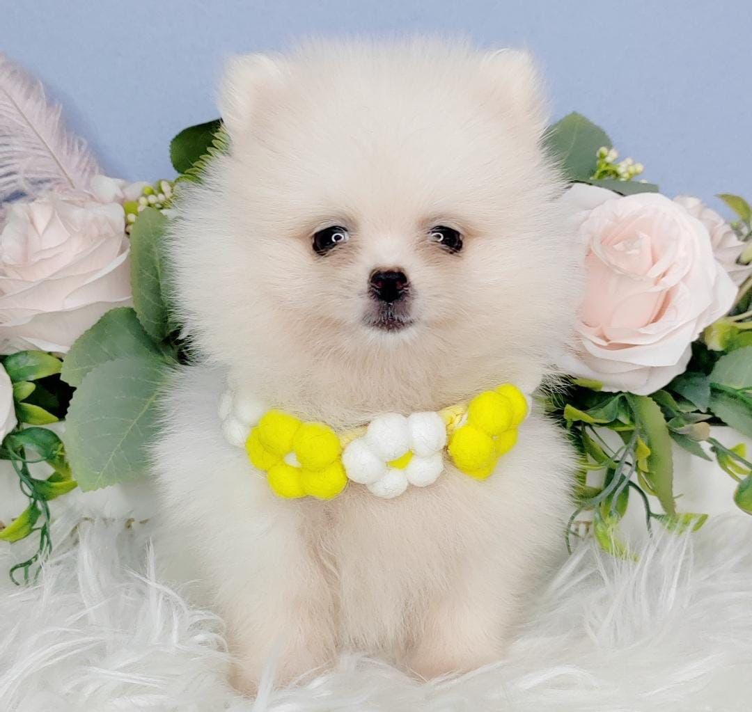  Pomeranian 博美