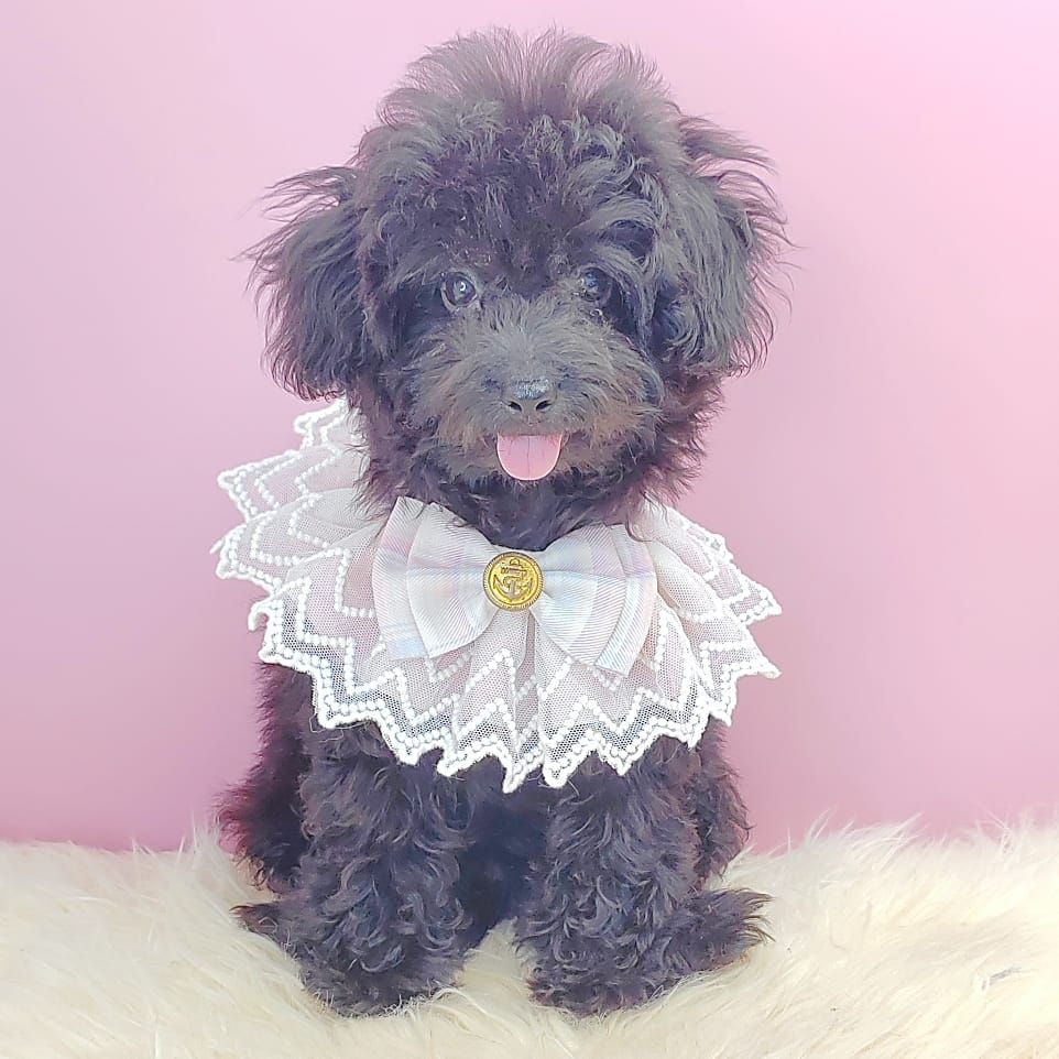 Poodle 娉拌开璐靛