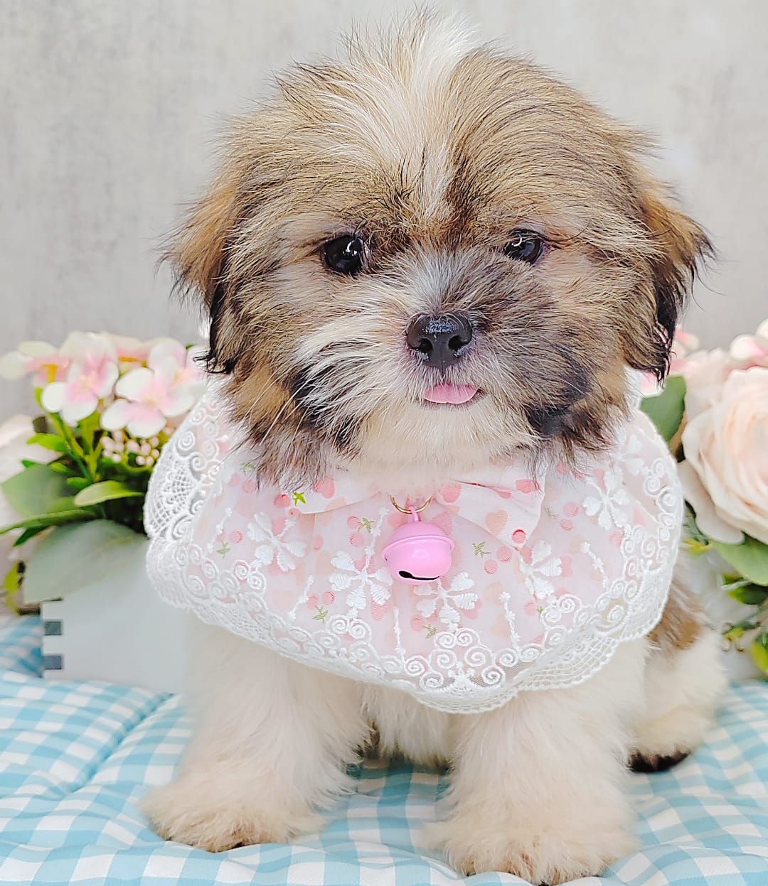 Shih Tzu 西施