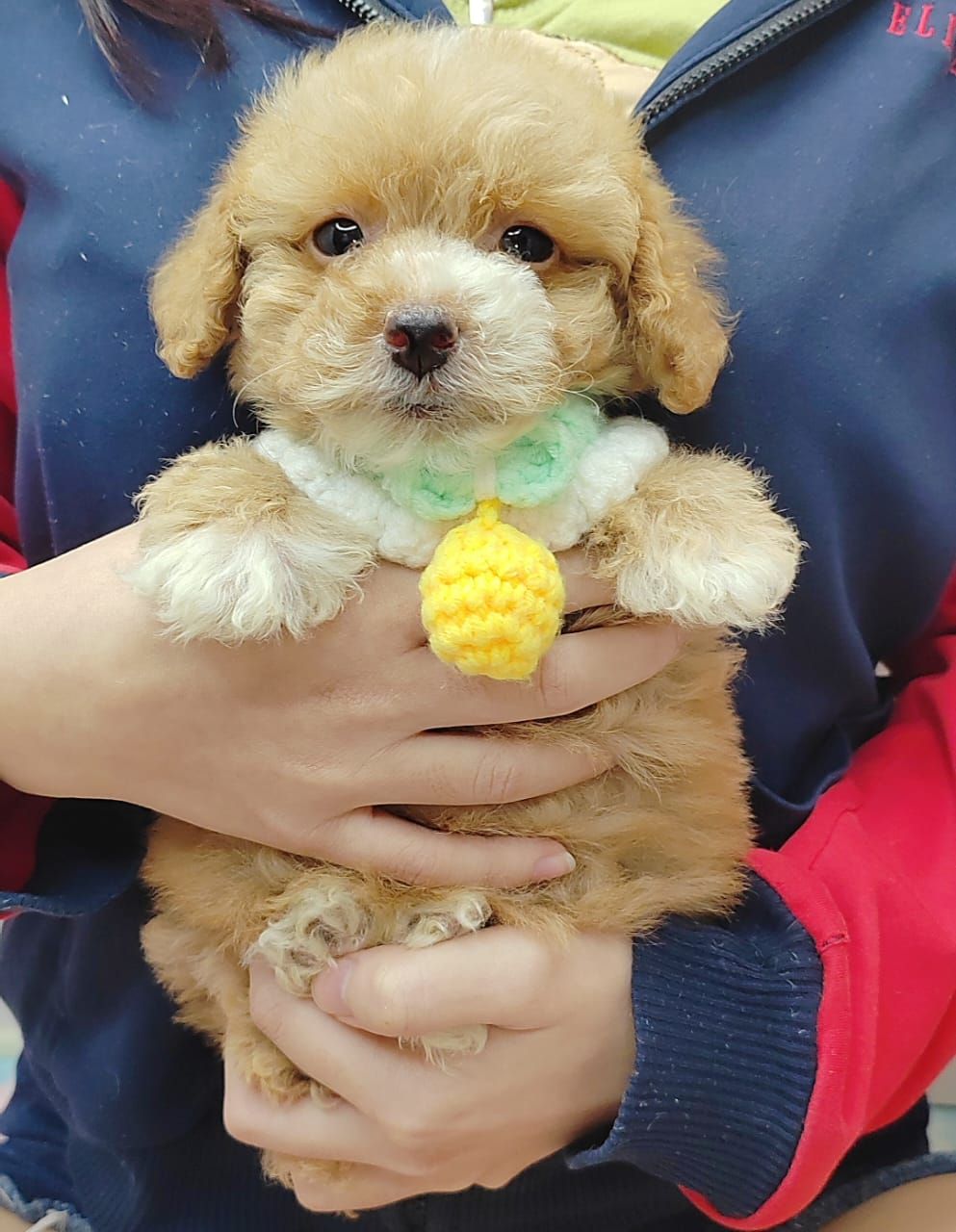 Poodle 娉拌开璐靛