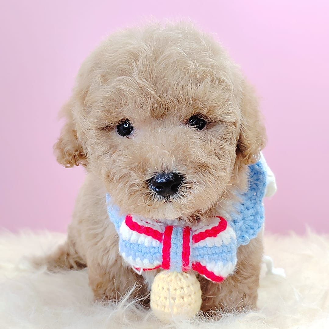 Poodle 娉拌开璐靛