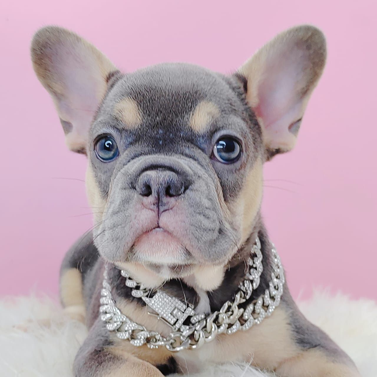 French Bulldog 法斗