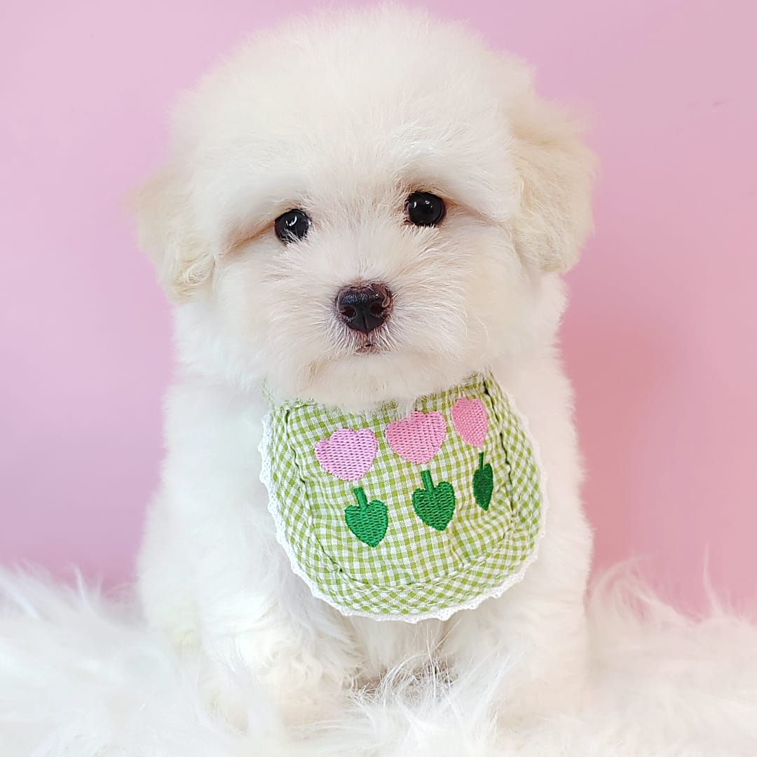 Poodle 娉拌开璐靛