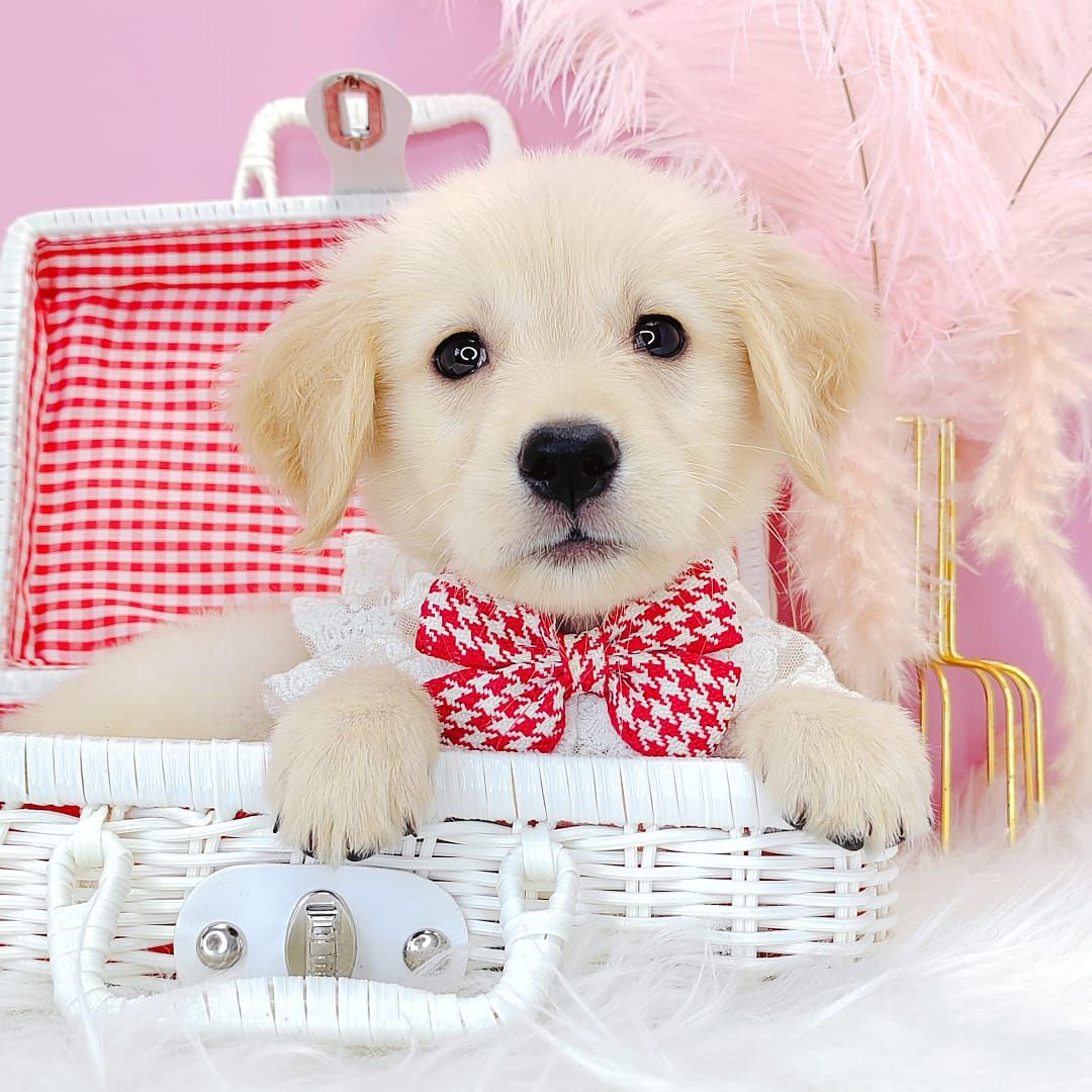 Golden Retriever 黄金猎犬