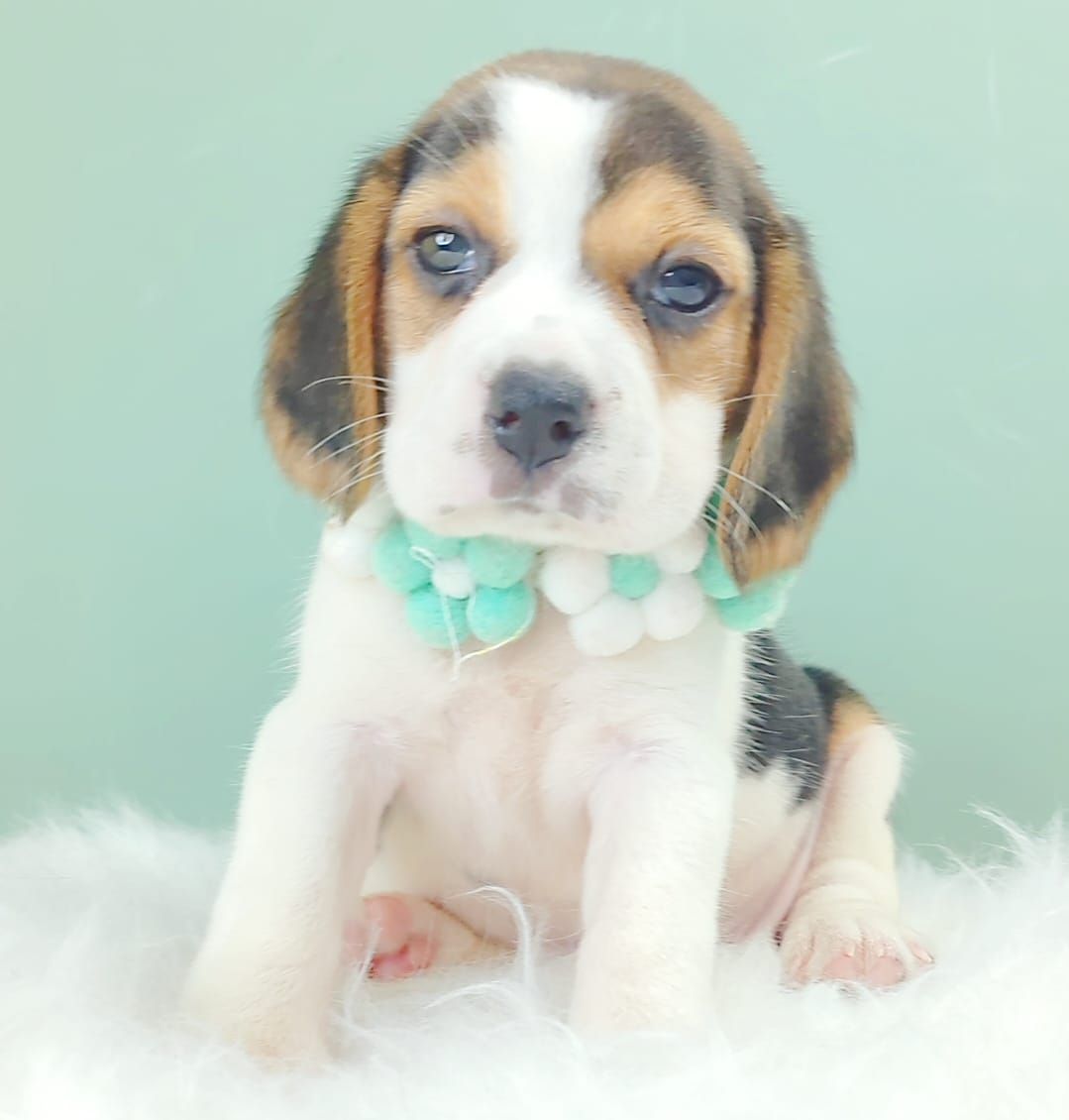 Beagle 米格鲁