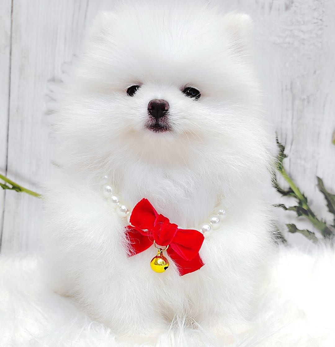 Pomeranian 博美