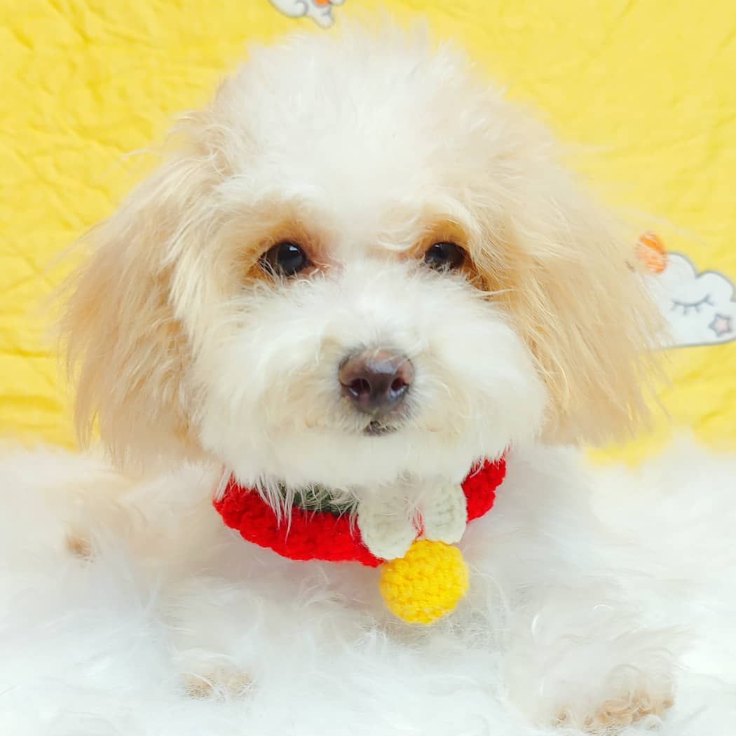 Maltipoo 马尔泰迪