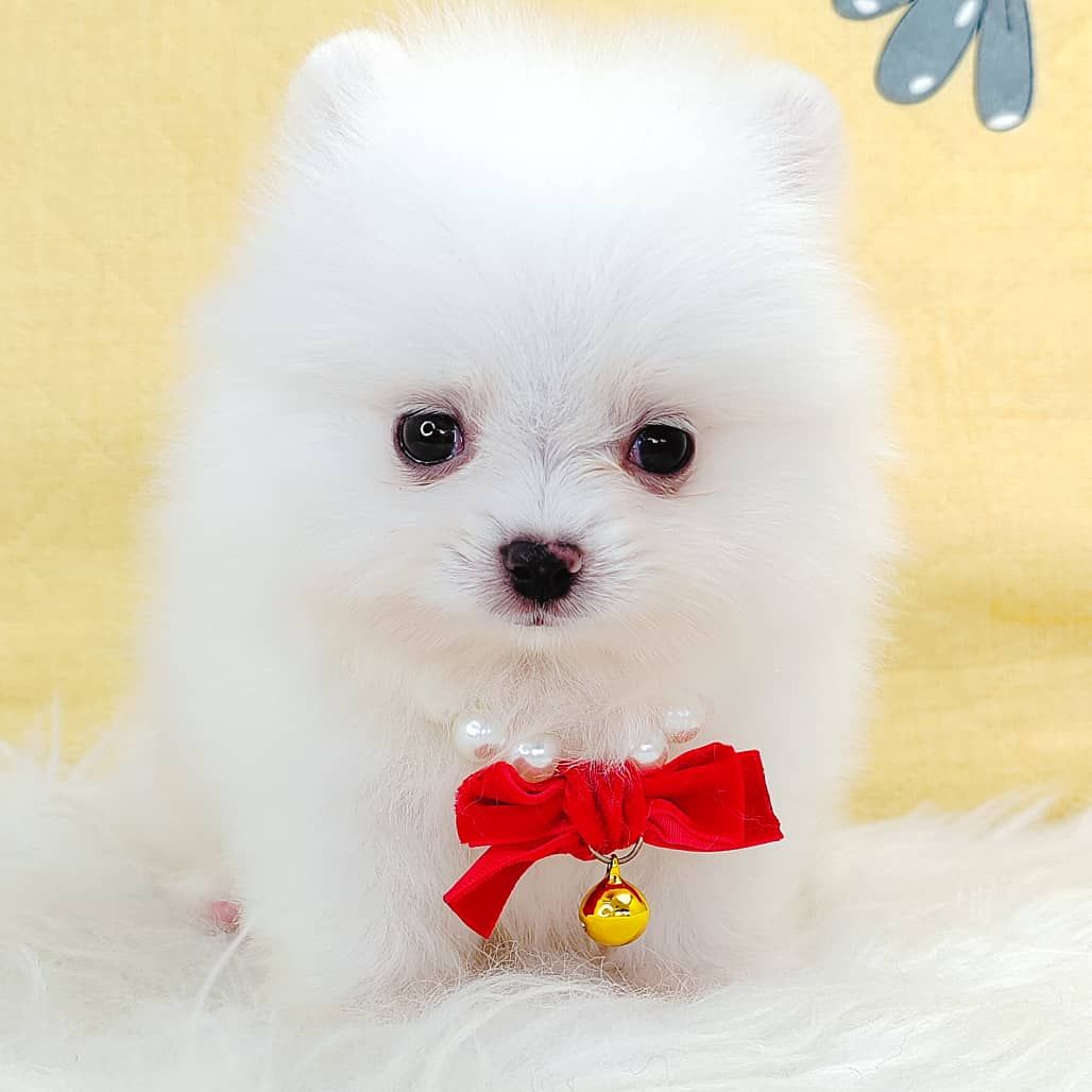 Pomeranian 博美