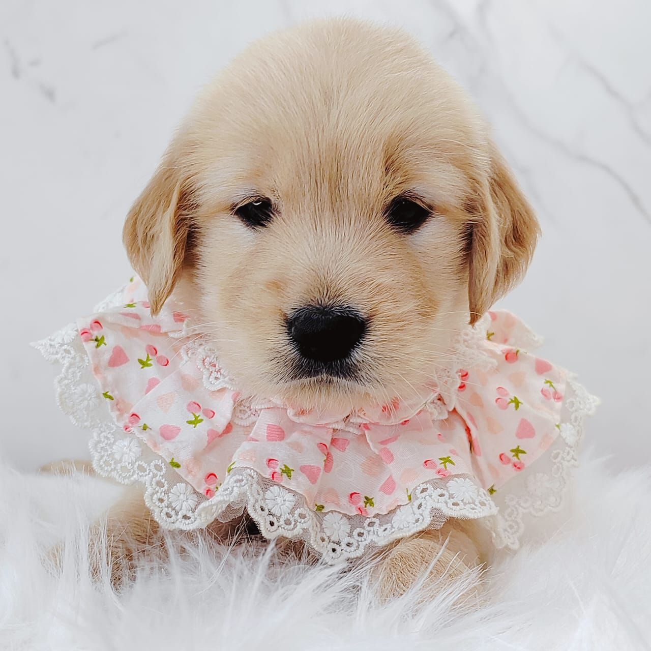 Golden Retriever 黄金猎犬
