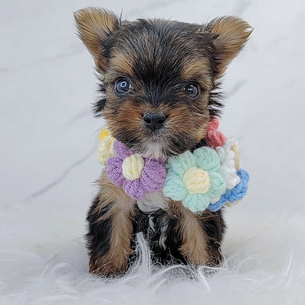 Yorkshire Terrier 约克夏