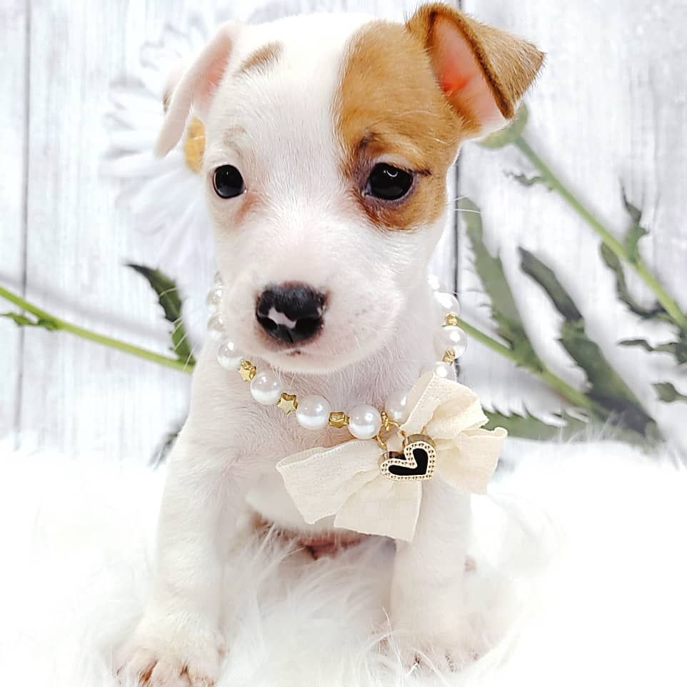Jack Russell Terrier 杰克罗素梗