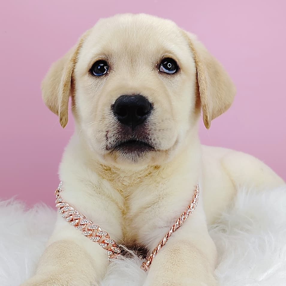 Labrador Retriever 拉布拉多