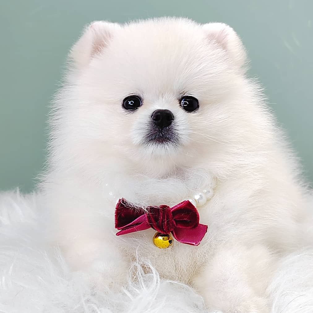 Pomeranian 博美