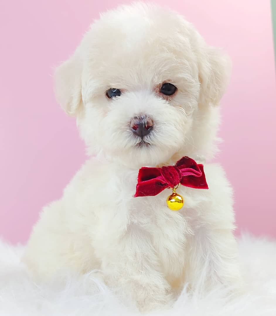 Maltipoo 马尔泰迪
