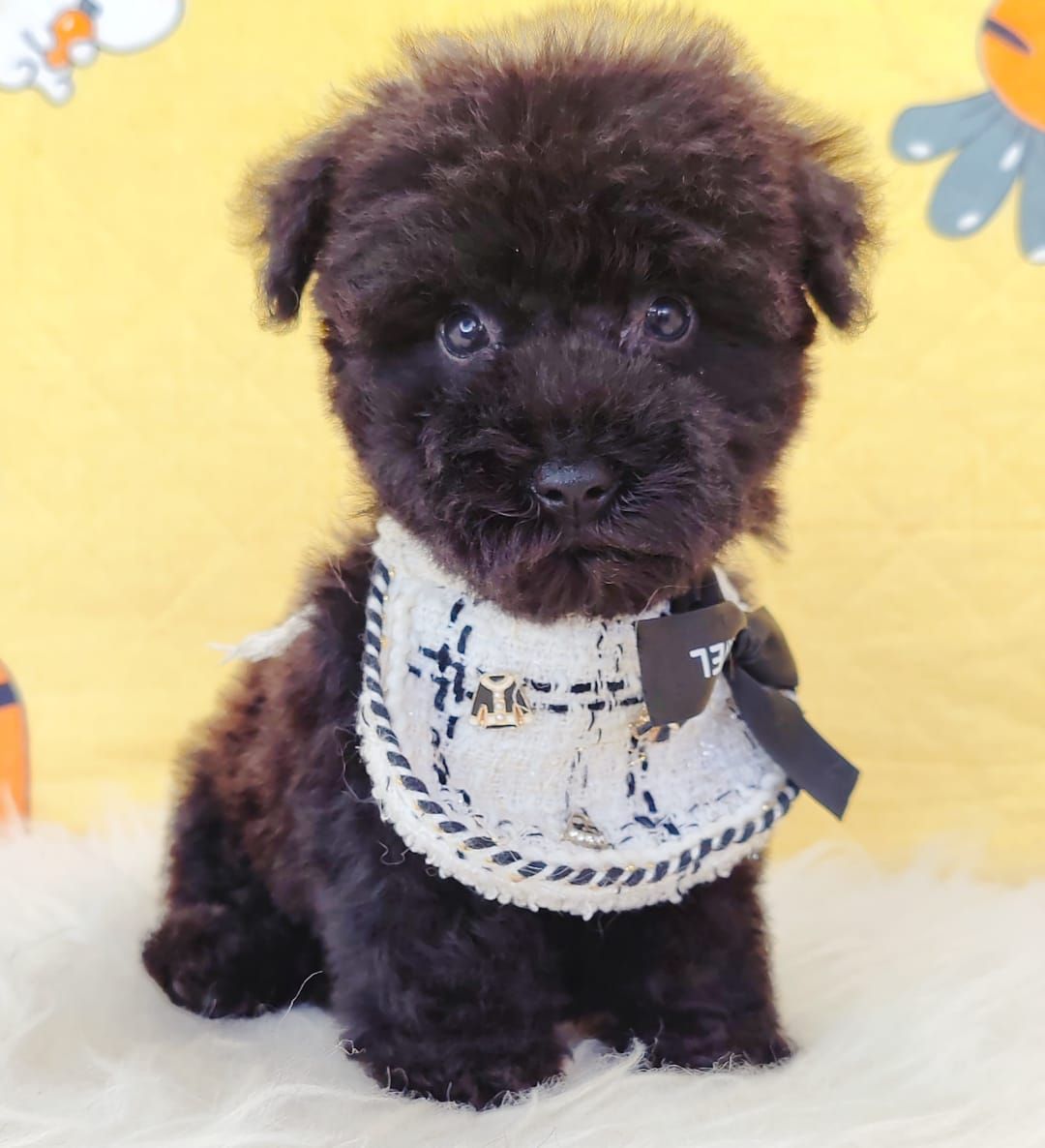 Poodle 娉拌开璐靛