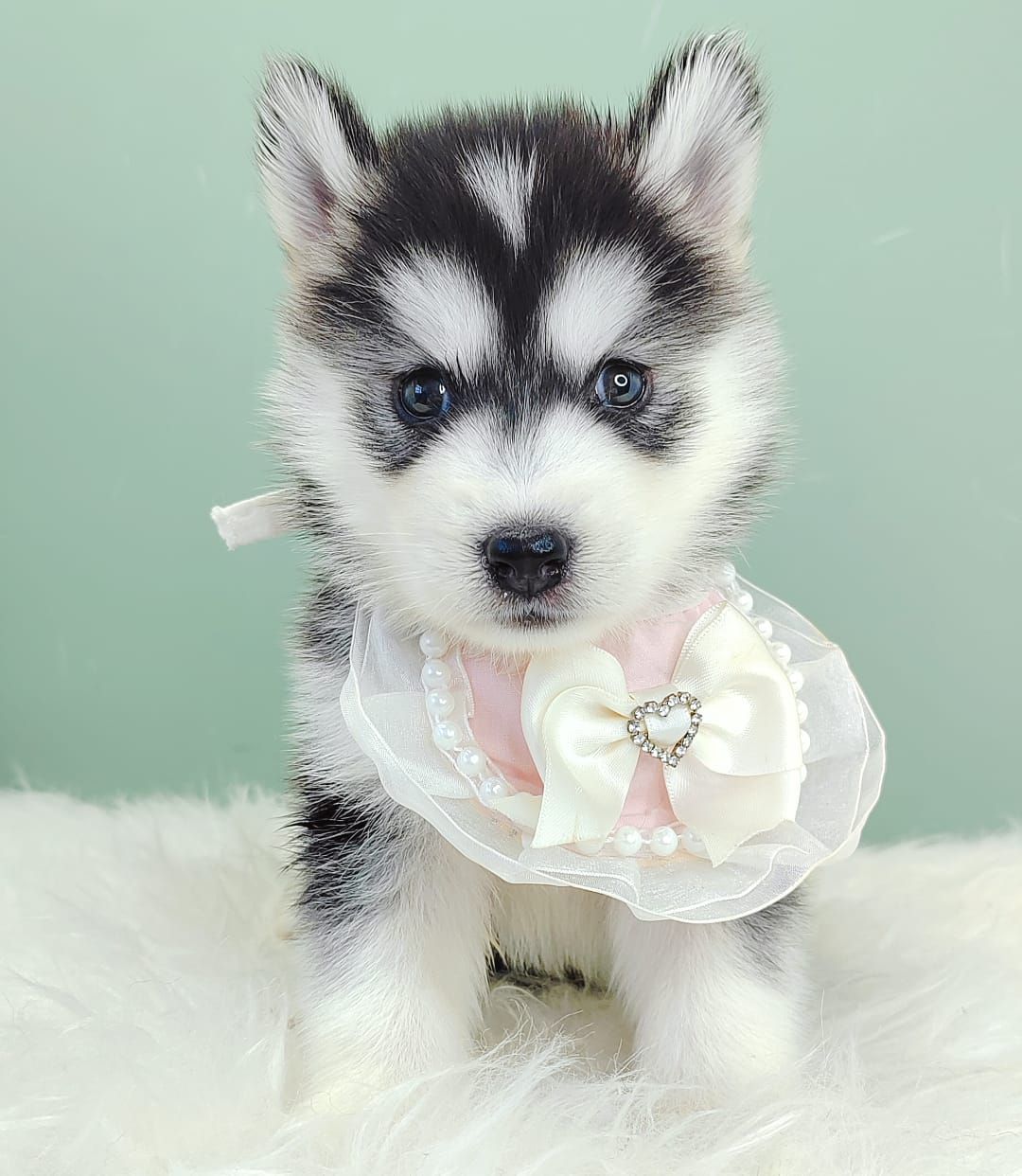 Pomsky 博士奇