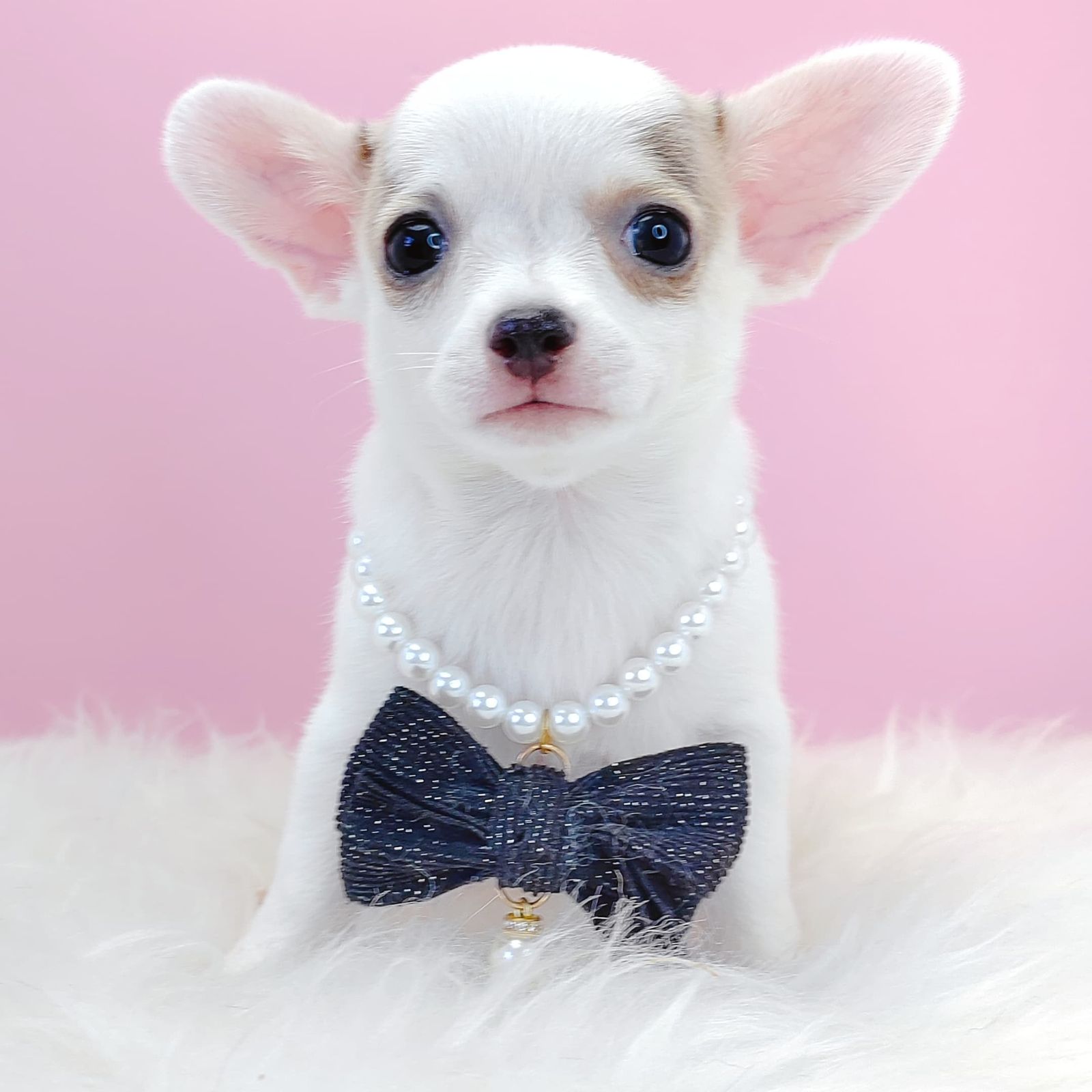Chihuahua 吉娃娃