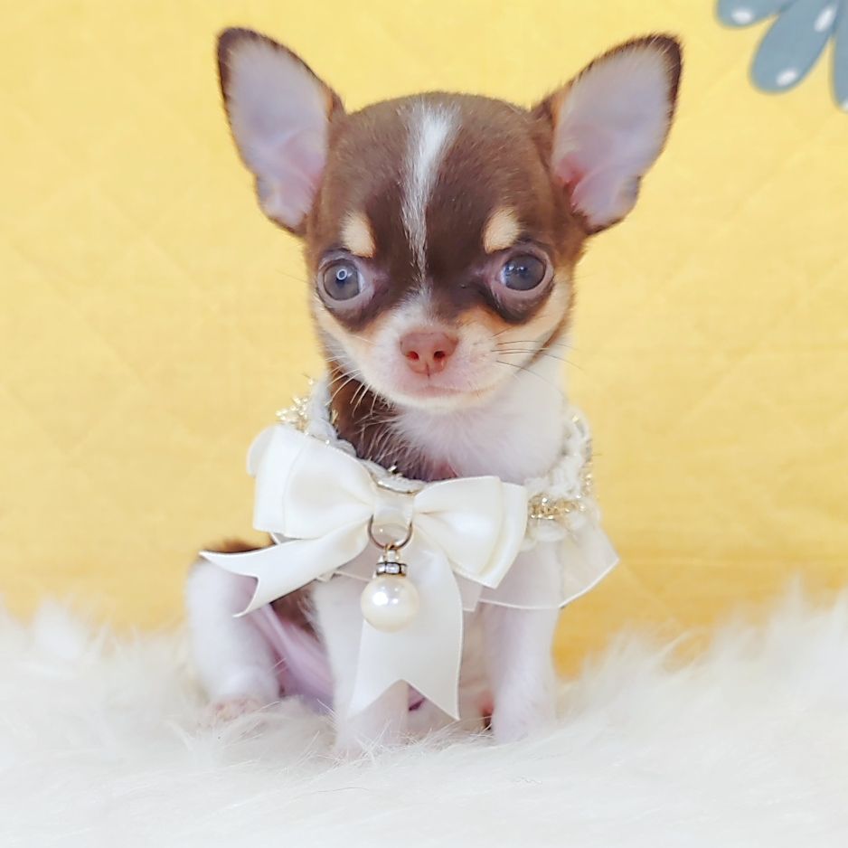 Chihuahua 吉娃娃