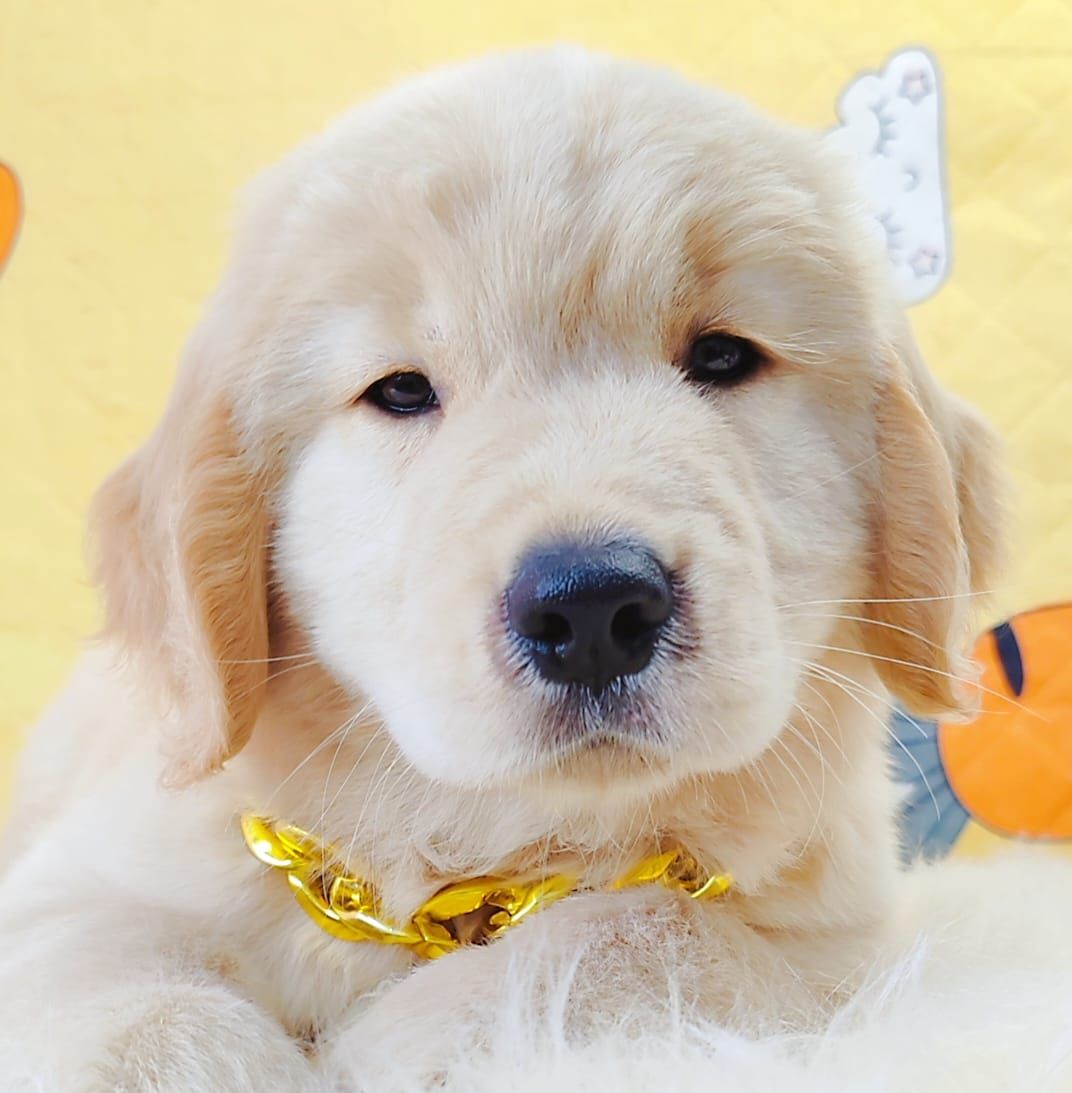 Golden Retriever 黄金猎犬