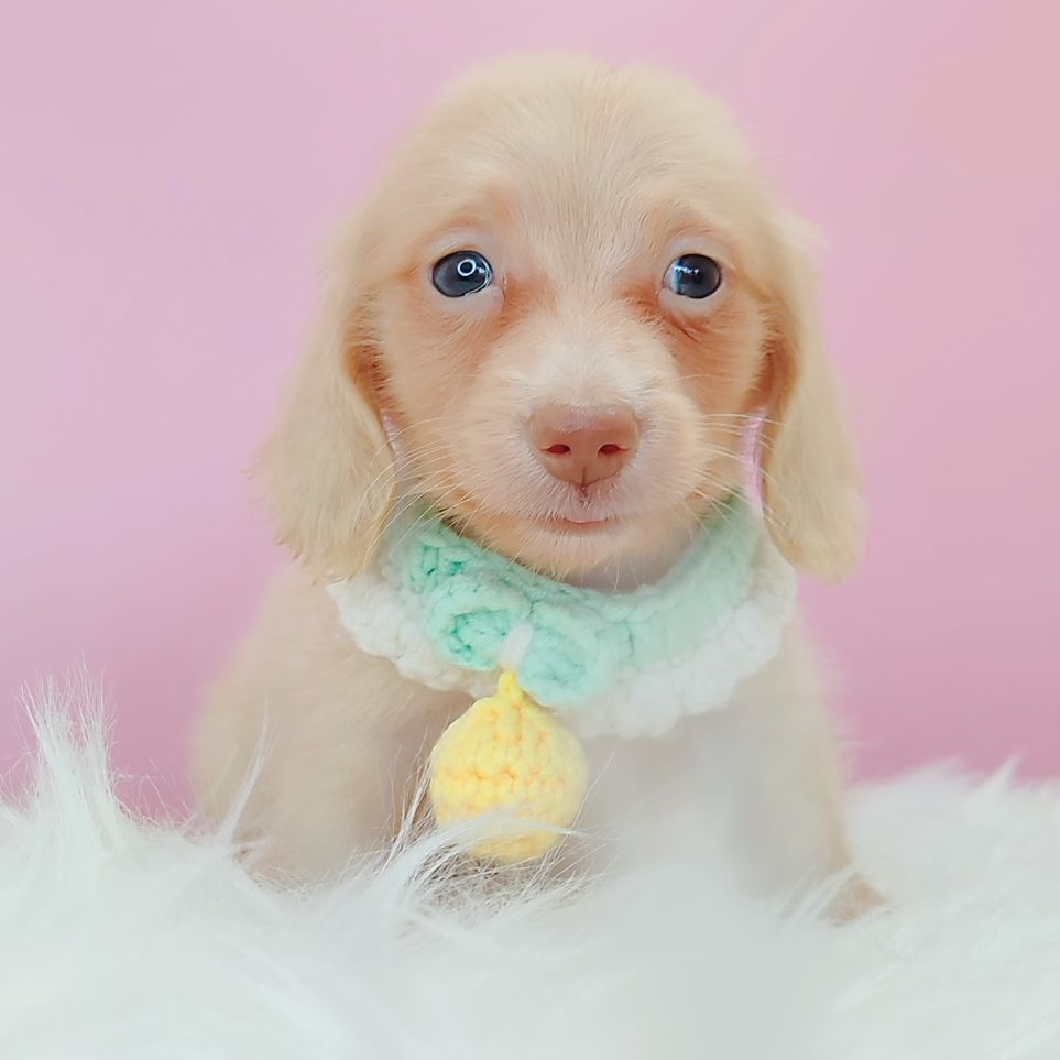 Dachshund 腊肠狗