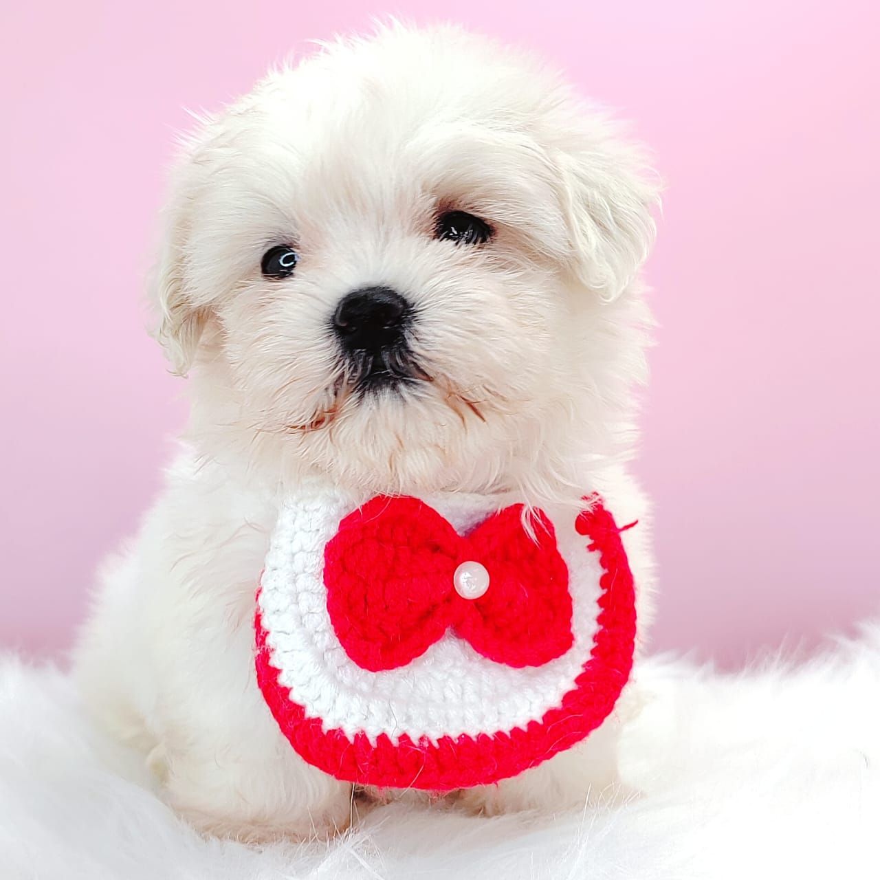 Maltese 马尔济斯