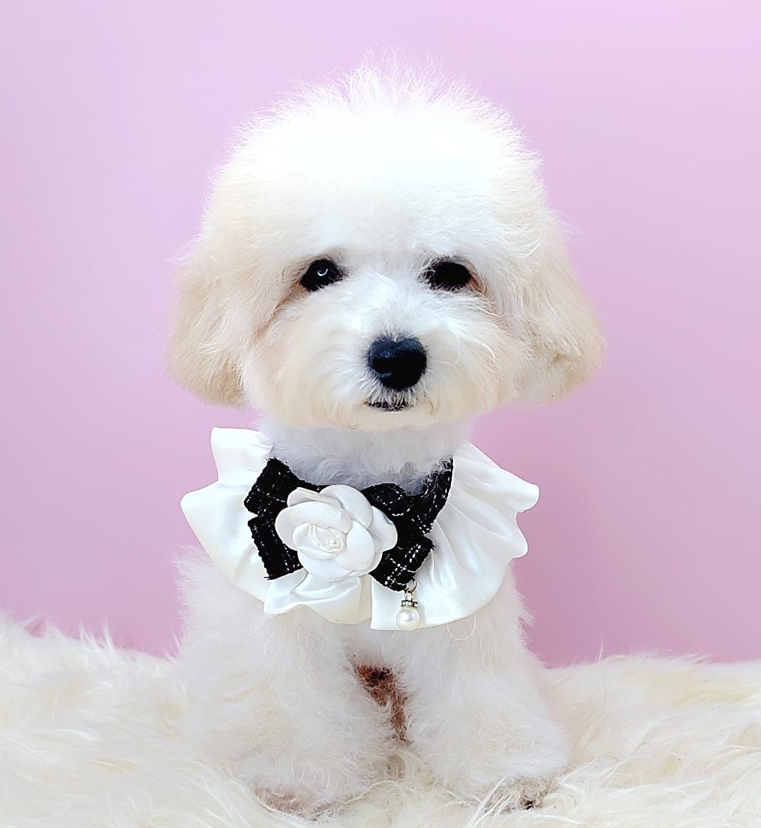 Poodle 娉拌开璐靛