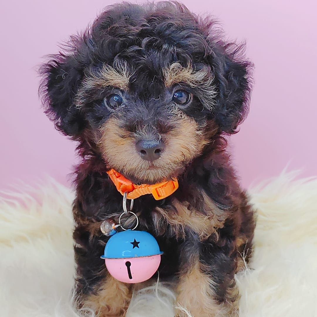Poodle 娉拌开璐靛