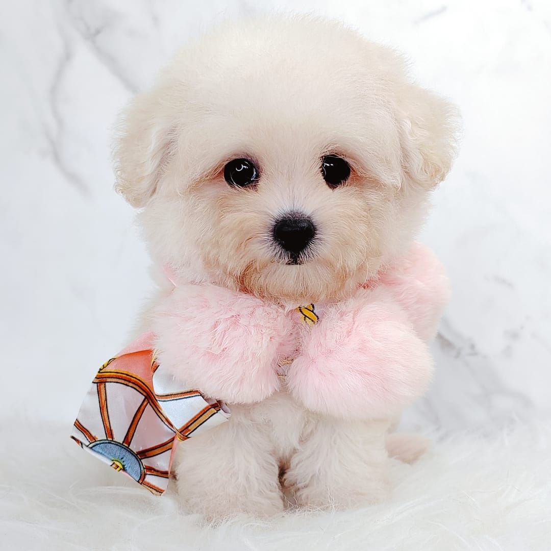 Bichonpoo 泰迪熊