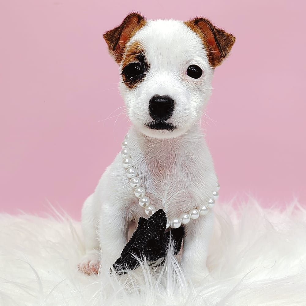 Jack Russell Terrier 杰克罗素梗