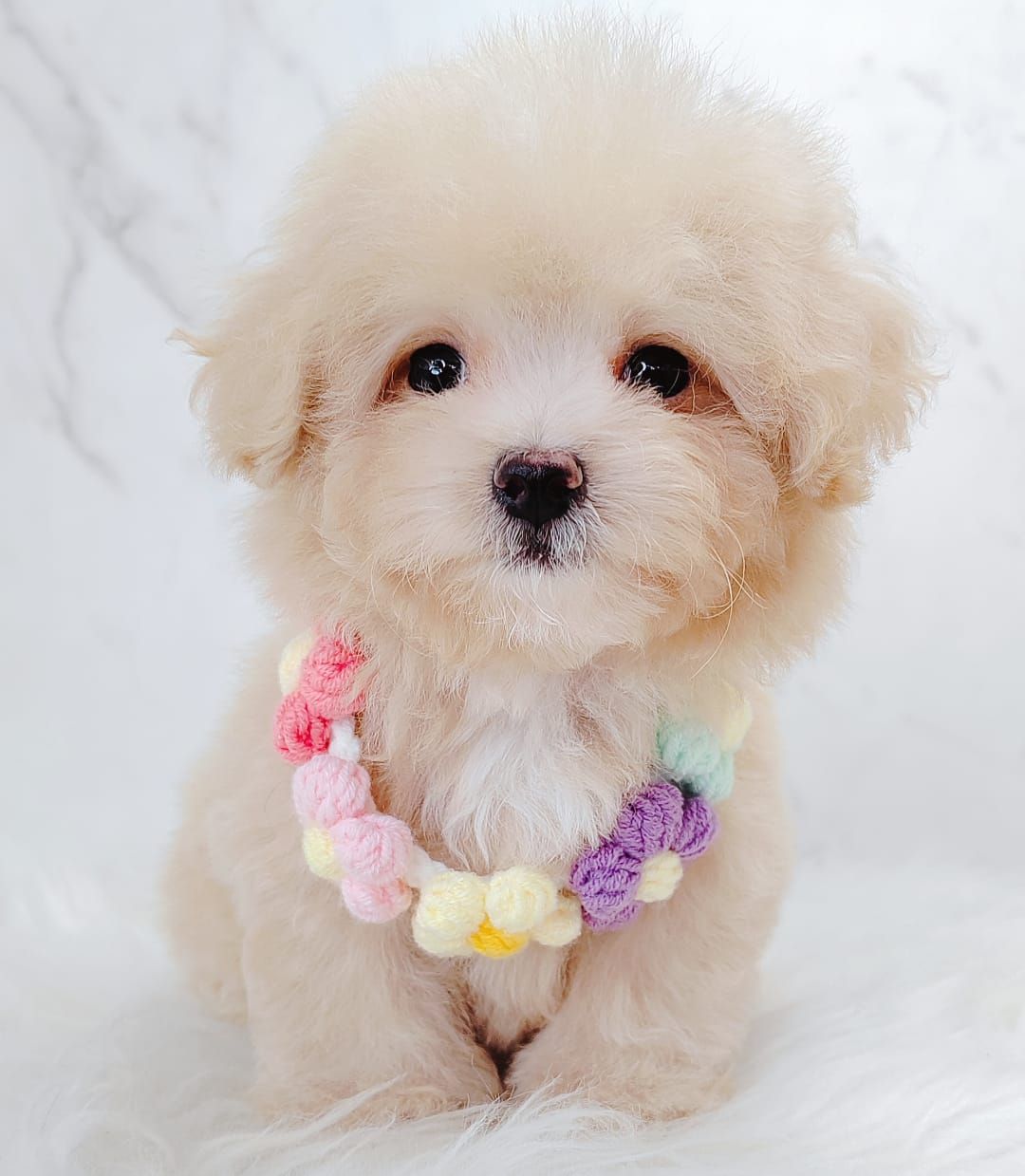 Maltipoo 马尔泰迪