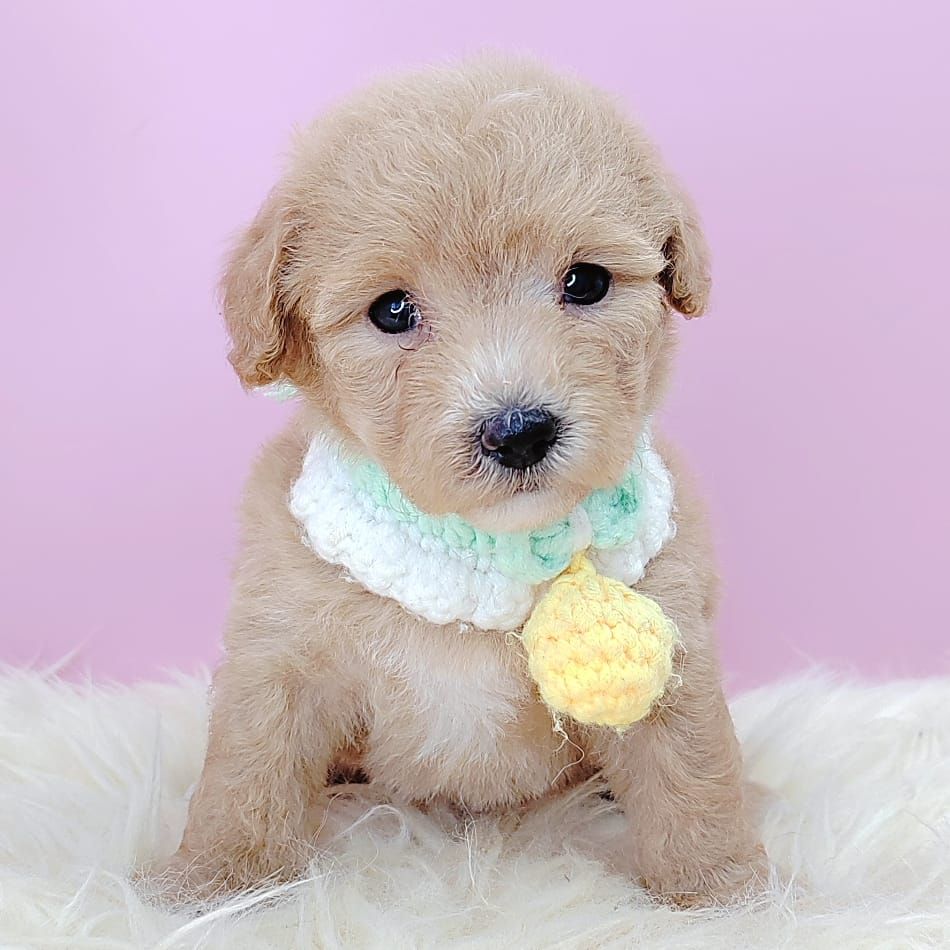 Poodle 娉拌开璐靛