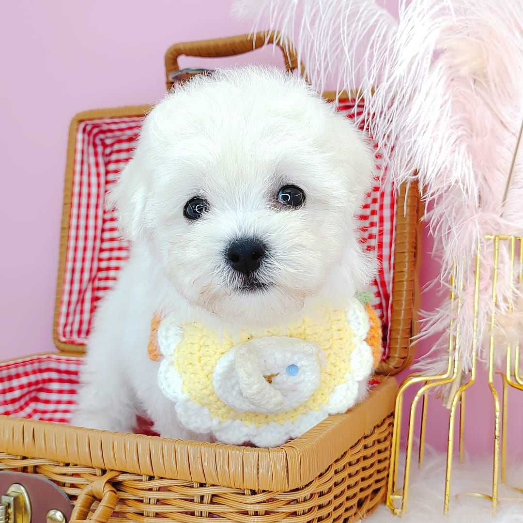 Poodle 娉拌开璐靛