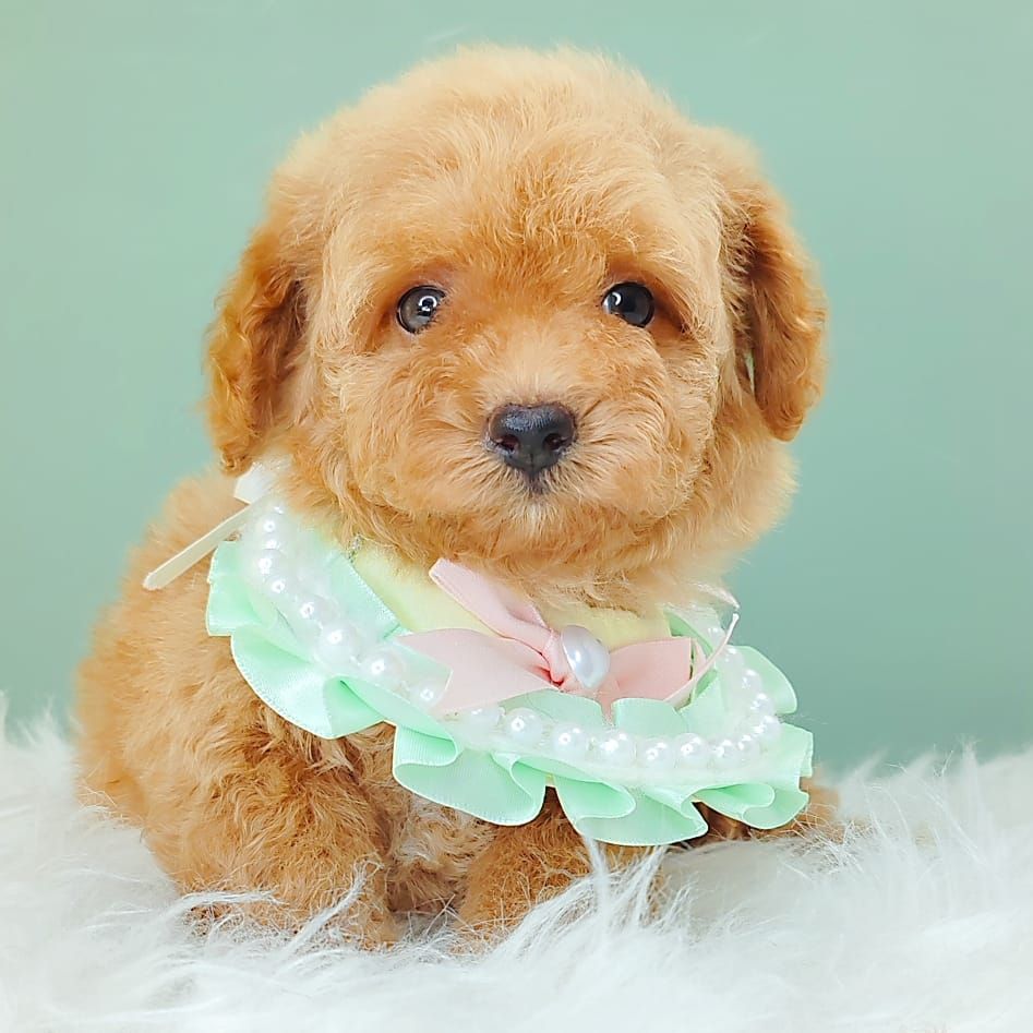 Maltipoo 马尔泰迪