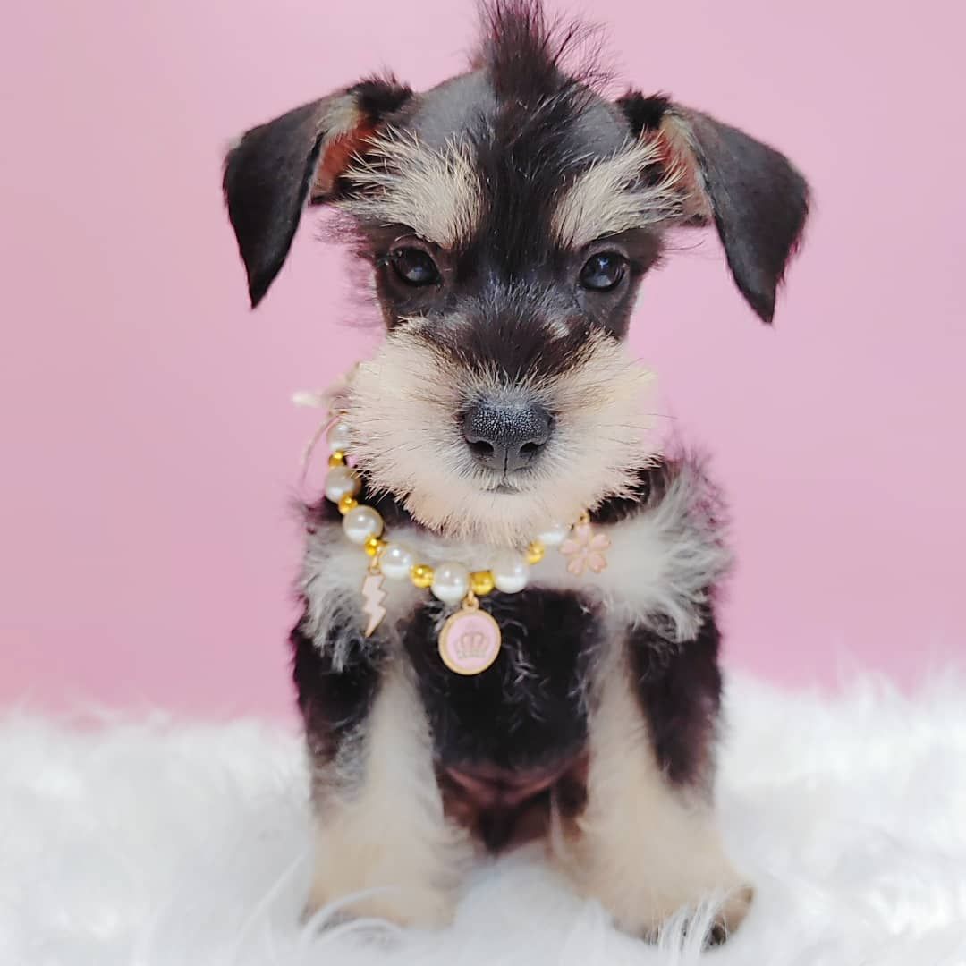 Schnauzer 雪纳瑞