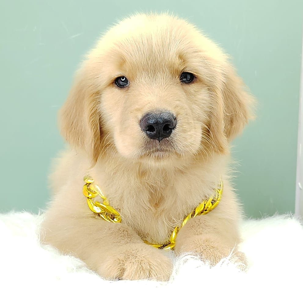Golden Retriever 黄金猎犬