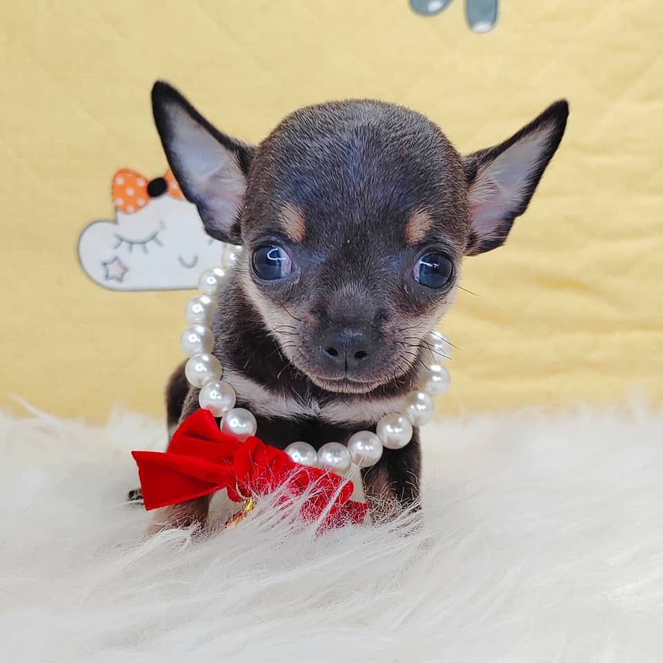 Chihuahua 吉娃娃