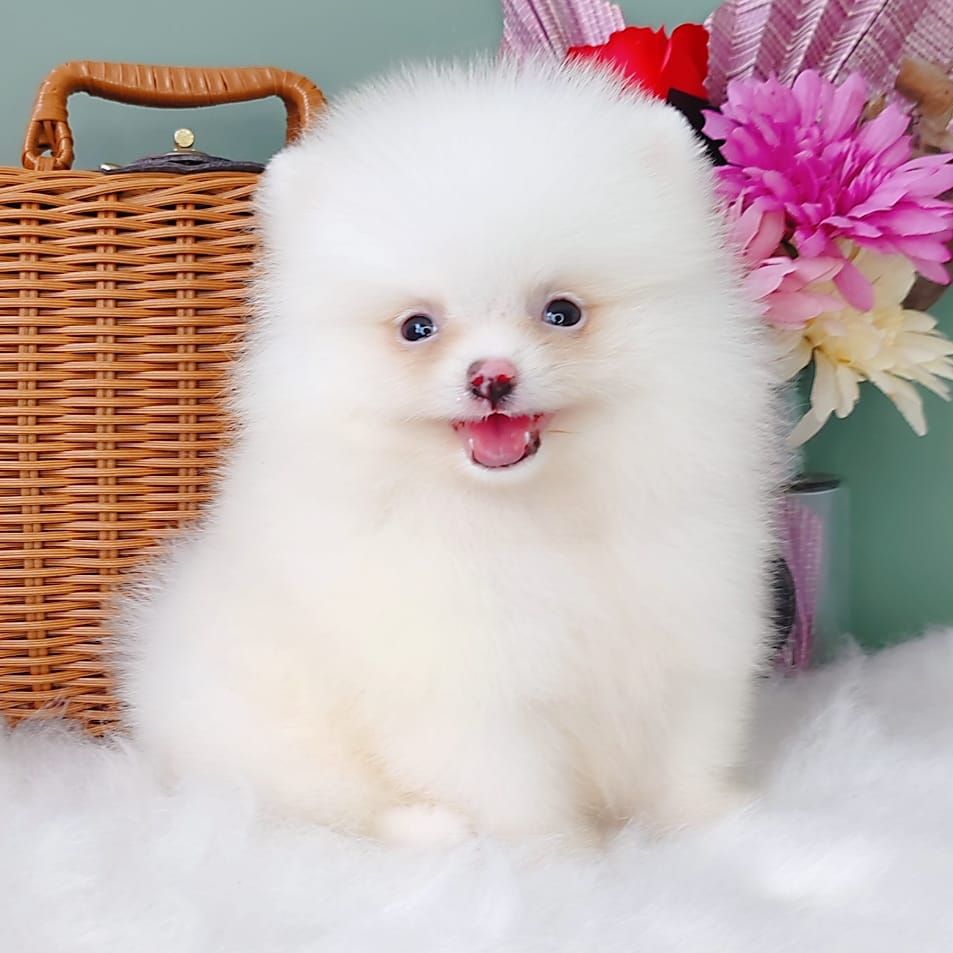 Pomeranian 博美