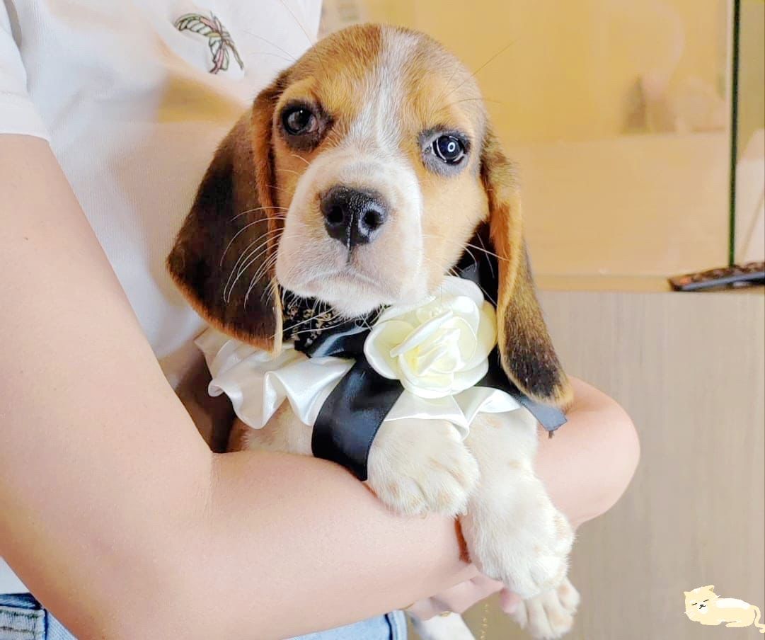 Beagle 米格鲁