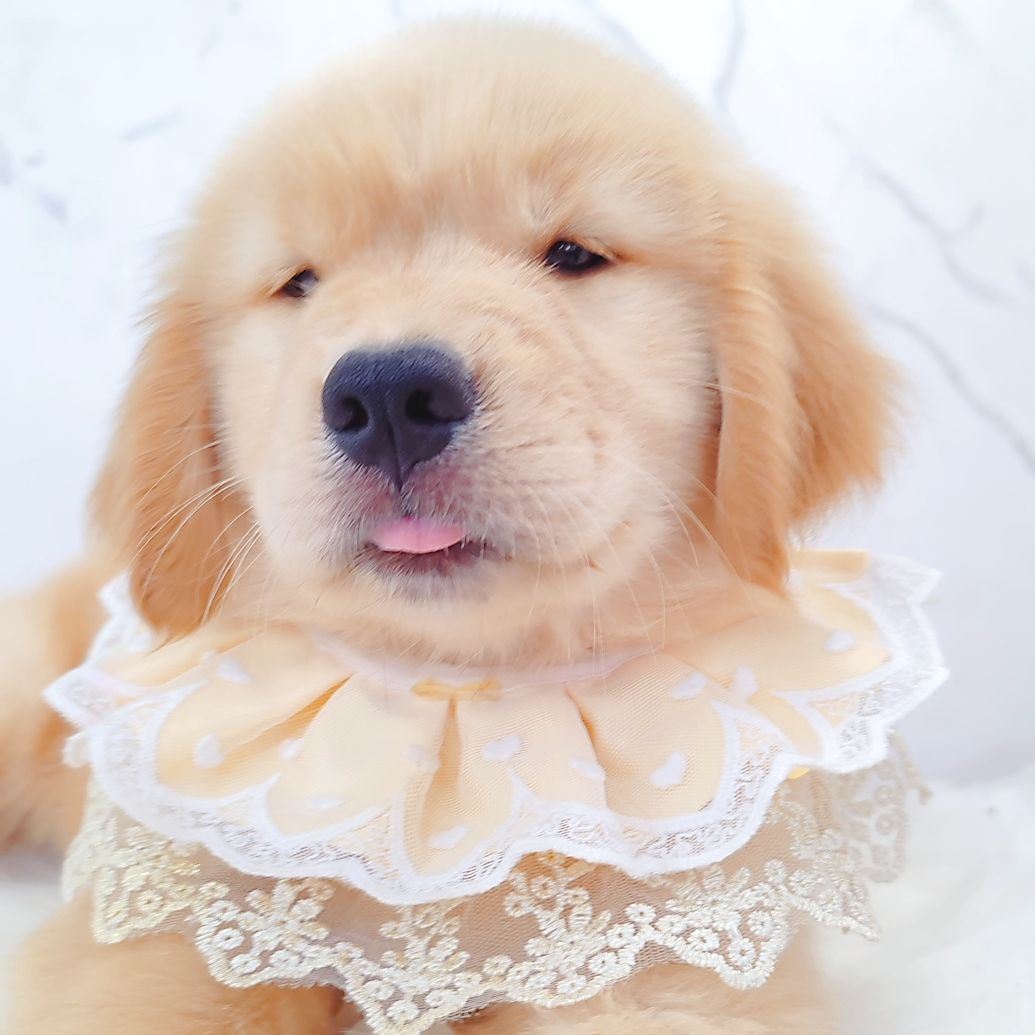 Golden Retriever 黄金猎犬