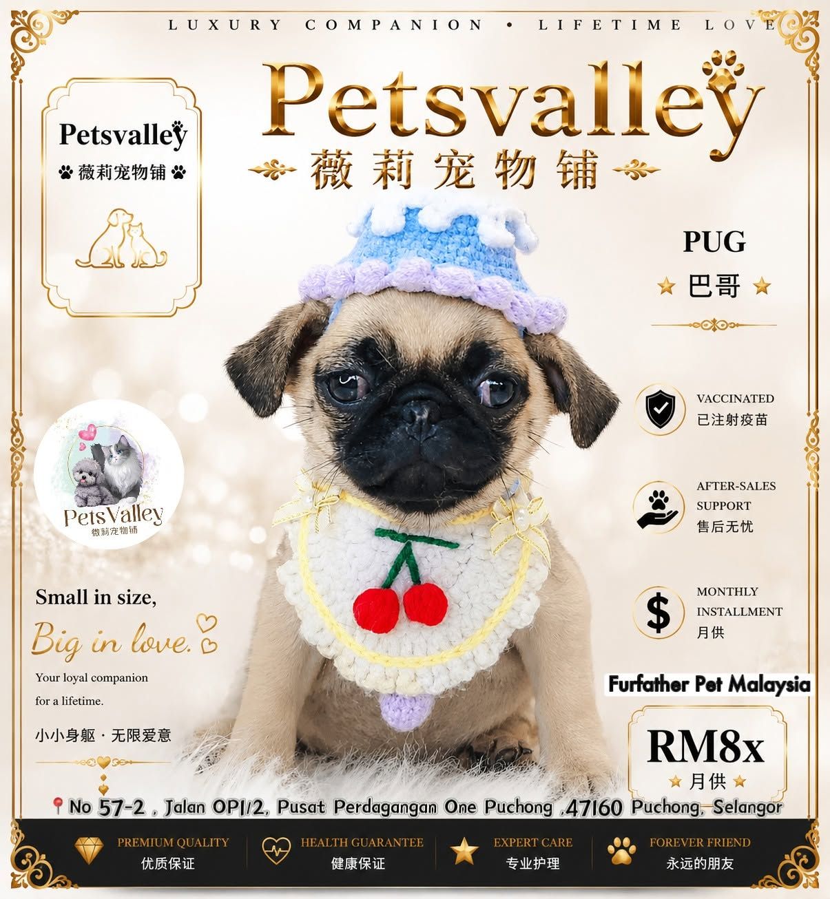 Pug 巴哥