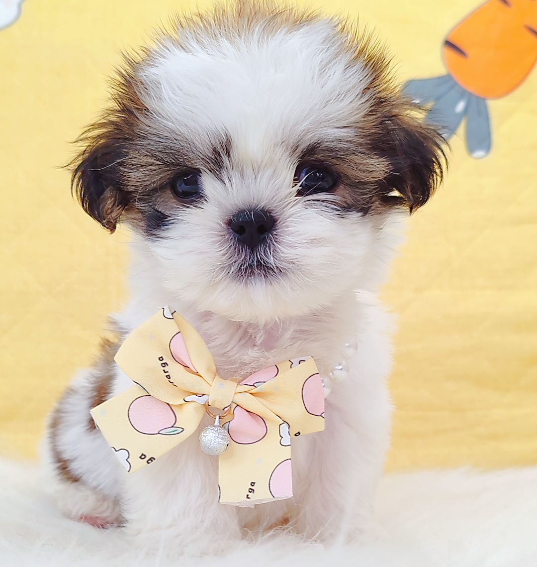Shih Tzu 西施